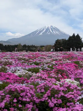 富士芝桜まつり(富士本栖湖リゾート)に投稿された画像（2026/4/22）