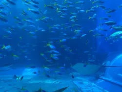 沖縄美ら海水族館（館内体験）に投稿された画像（2026/4/23）