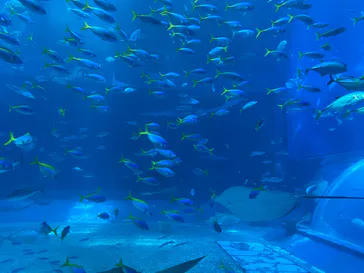沖縄美ら海水族館（館内体験）に投稿された画像（2026/4/23）