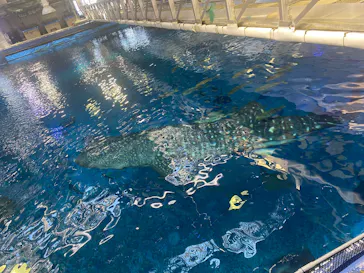 沖縄美ら海水族館（館内体験）に投稿された画像（2026/4/23）