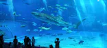 沖縄美ら海水族館に投稿された画像（2026/4/23）