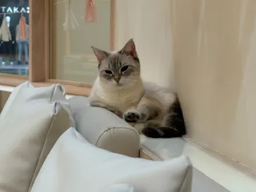 猫カフェモカ　イオンモール幕張新都心店に投稿された画像（2026/4/23）