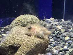 新江ノ島水族館に投稿された画像（2026/4/23）