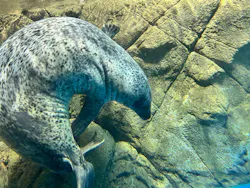 新江ノ島水族館に投稿された画像（2026/4/23）