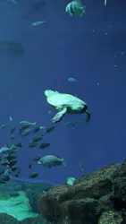 アクアワールド茨城県大洗水族館に投稿された画像（2026/4/23）