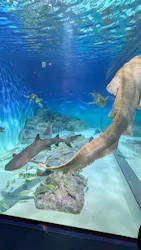 アクアワールド茨城県大洗水族館に投稿された画像（2026/4/23）