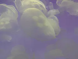 アクアワールド茨城県大洗水族館に投稿された画像（2026/4/23）