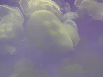 アクアワールド茨城県大洗水族館に投稿された画像（2026/4/23）