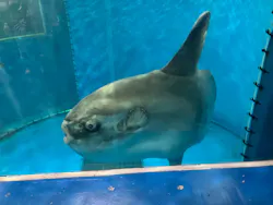 越前松島水族館に投稿された画像（2026/4/23）
