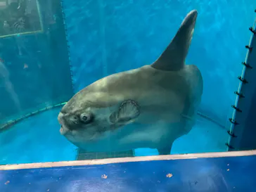 越前松島水族館に投稿された画像（2026/4/23）