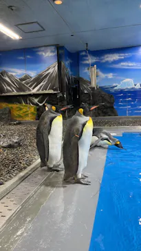 越前松島水族館に投稿された画像（2026/4/23）