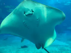 沖縄美ら海水族館に投稿された画像（2026/4/23）