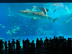 沖縄美ら海水族館に投稿された画像（2026/4/23）