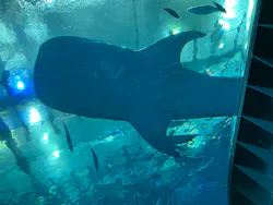 沖縄美ら海水族館に投稿された画像（2026/4/23）