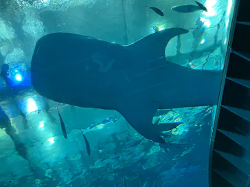 沖縄美ら海水族館に投稿された画像（2026/4/23）
