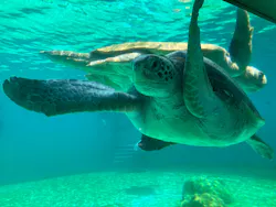 沖縄美ら海水族館に投稿された画像（2026/4/23）