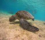 OKIDOKIマリンツアー宮古島に投稿された画像（2026/4/23）