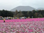 富士芝桜まつり(富士本栖湖リゾート)に投稿された画像（2026/4/23）