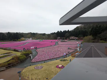 富士芝桜まつり(富士本栖湖リゾート)に投稿された画像（2026/4/23）
