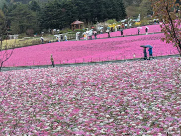富士芝桜まつり(富士本栖湖リゾート)に投稿された画像（2026/4/23）