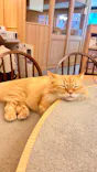 猫カフェモカ 梅田店に投稿された画像（2026/4/23）