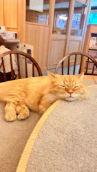 猫カフェモカ 梅田店に投稿された画像（2026/4/23）