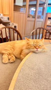 猫カフェモカ 梅田店に投稿された画像（2026/4/23）