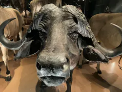 国立科学博物館に投稿された画像（2026/4/23）