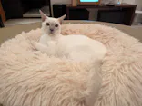 猫カフェモカ　池袋東口店に投稿された画像（2026/4/24）