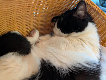 猫カフェモカ　池袋東口店に投稿された画像（2026/4/24）