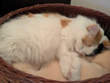 猫カフェモカ　池袋東口店に投稿された画像（2026/4/24）