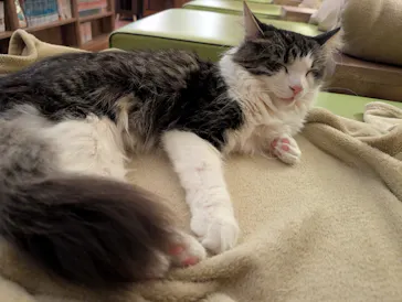猫カフェモカ　池袋東口店に投稿された画像（2026/4/24）