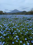 とっとり花回廊に投稿された画像（2026/4/24）