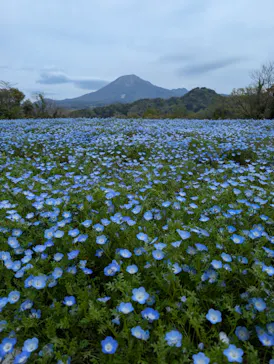 とっとり花回廊に投稿された画像（2026/4/24）