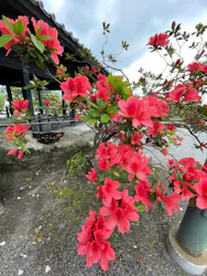 仙巌園に投稿された画像（2026/4/24）