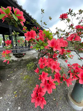 仙巌園に投稿された画像（2026/4/24）