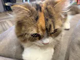 猫カフェモカ　渋谷公園通り店に投稿された画像（2026/4/24）