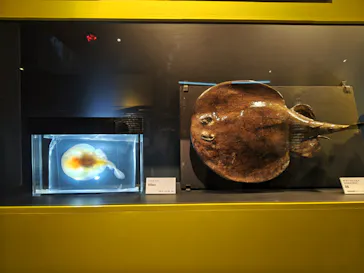 特別展「超危険生物展　科学で挑む生き物の本気」に投稿された画像（2026/4/24）