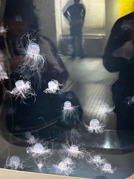 葛西臨海水族園に投稿された画像（2026/4/24）