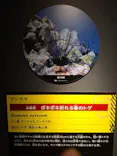 特別展「超危険生物展　科学で挑む生き物の本気」に投稿された画像（2026/4/24）