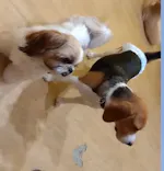 いぬカフェRio 浅草店に投稿された画像（2026/4/24）