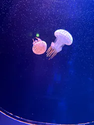 マリンワールド海の中道に投稿された画像（2026/4/24）