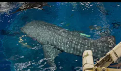 沖縄美ら海水族館（館内体験）に投稿された画像（2026/4/24）