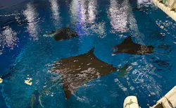 沖縄美ら海水族館（館内体験）に投稿された画像（2026/4/24）