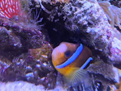 横浜開運水族館 フォーチュンアクアリウムに投稿された画像（2026/4/24）