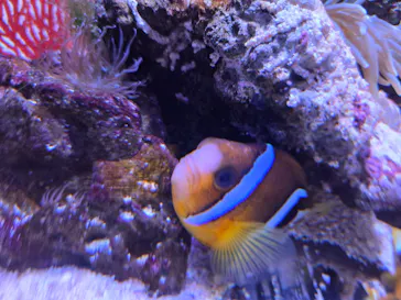 横浜開運水族館 フォーチュンアクアリウムに投稿された画像（2026/4/24）
