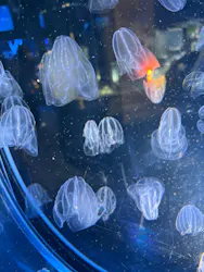 名古屋港水族館に投稿された画像（2026/4/25）