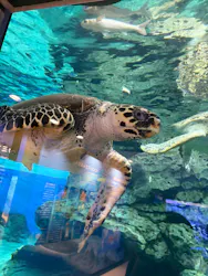 名古屋港水族館に投稿された画像（2026/4/25）