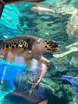 名古屋港水族館に投稿された画像（2026/4/25）