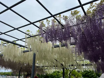 万博記念公園に投稿された画像（2026/4/25）